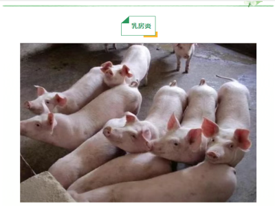 母猪产后的这几种大疾病，你都了解吗？
