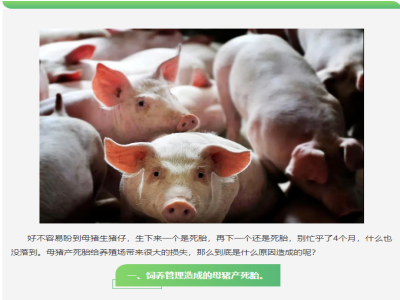 了解母猪产死胎的原因，防患大于治疗！