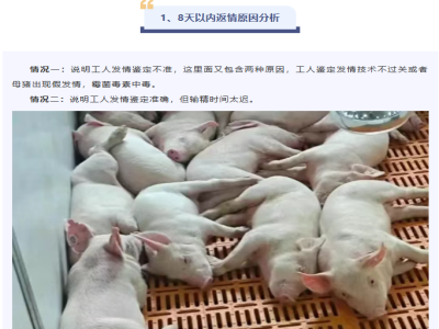 母猪繁殖过程中这5个阶段的繁殖疾病！