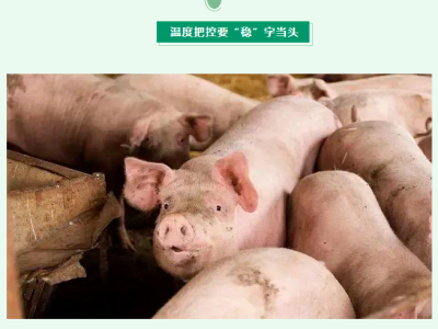 春季养猪 要注意以下事项！