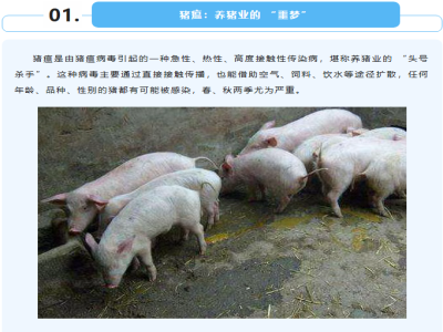 阴雨天猪反复发烧是什么病？