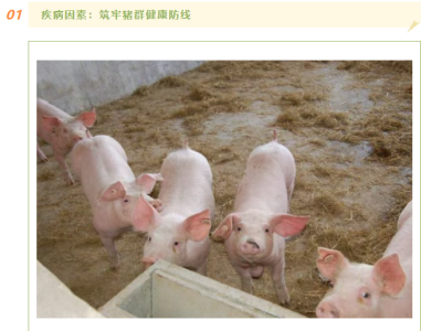 母猪淘汰策略，哪些母猪必须淘汰