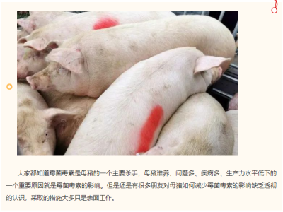 如何正确解决霉菌毒素对母猪的影响?