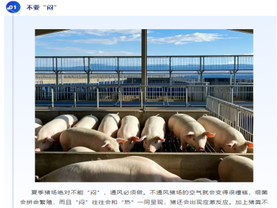 夏季喂猪都要注意些什么？