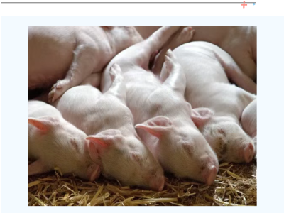 注意！出现这三种信号说明猪快生病了