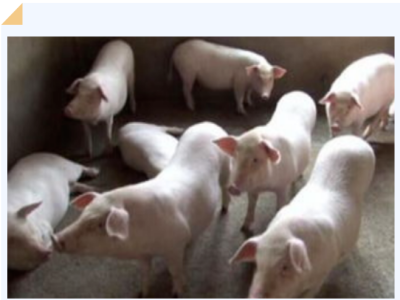 猪流产事出必有因？