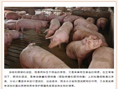 涨知识！猪“眼泪”“泪斑”“眼屎”的成因要分清！