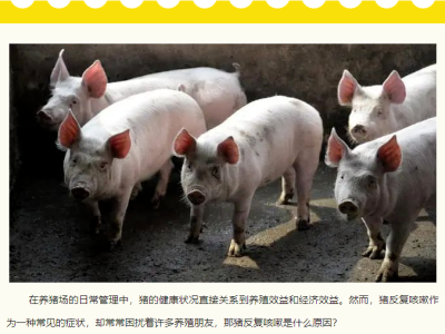 猪反复咳嗽是什么原因?应该怎么办？