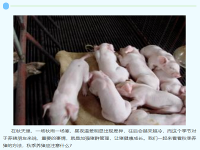 【养猪知识】秋季养猪的方法，秋季养猪应注意什么？