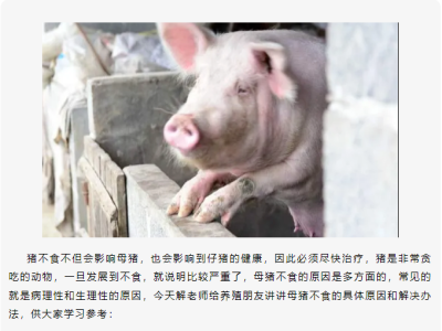 母猪不食的根本原因，养殖朋友可以这么做！